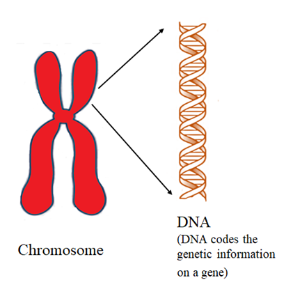 Gene is made up of:(a) Deoxyribonucleic acid (DNA)(b) Ribonucleic acid ...