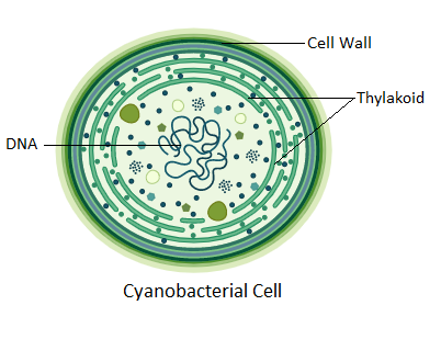Photosynthesis in Cyanobacteria
