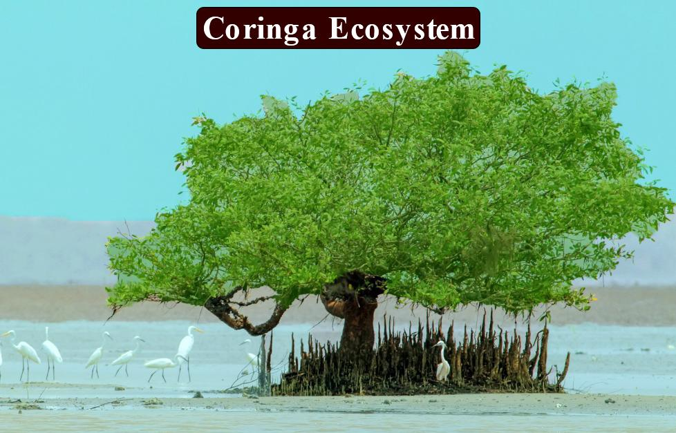 How is the coringa ecosystem different from the Marine ecosystem you  studied?