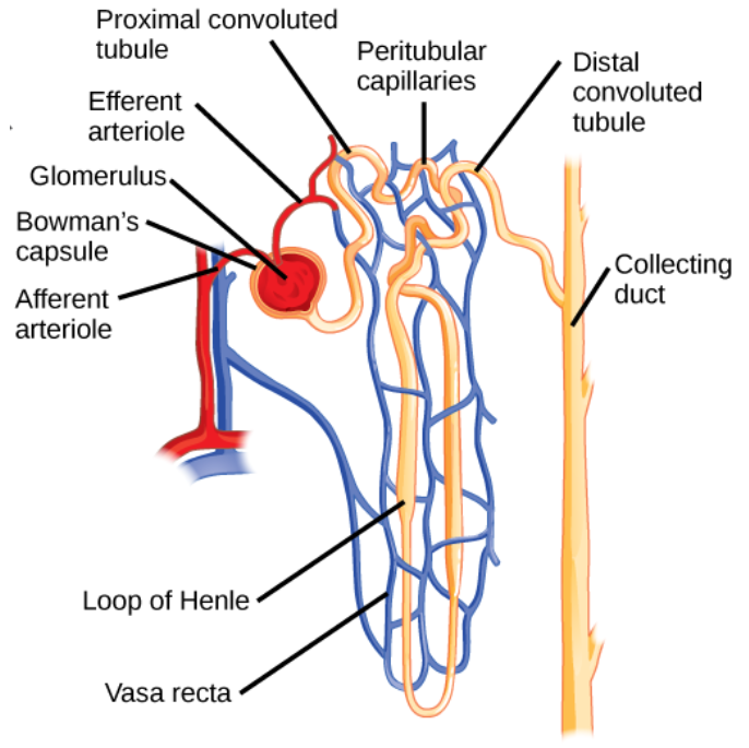 Explain The Function Of The Vasa Recta Explain The Function Of The Vasa Recta