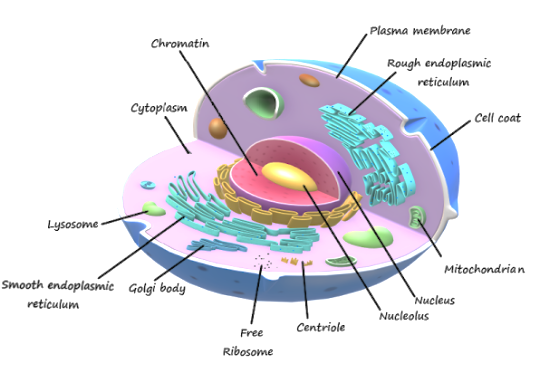 Which of the following are found exclusively in plant cells, exclusively in animal  cells, and in both? Nucleus, centrosomes, Golgi bodies, leucoplasts, cell  coats