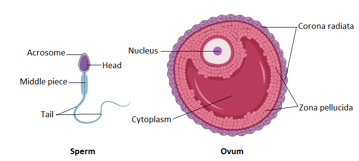 Write a short note on ovum and sperm class 12 biology CBSE