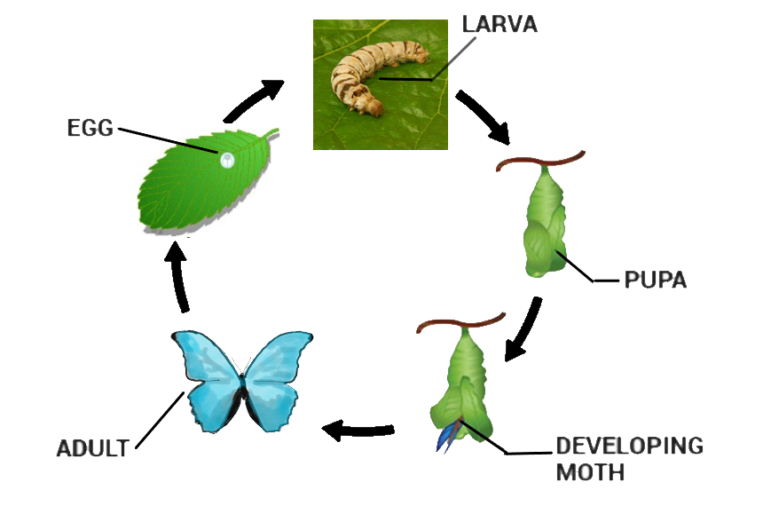Life cycle of silk moth || रेशम कीट का जीवन || Life cycle of Silk worm ||  B.Sc 3rd year - YouTube