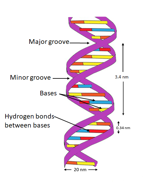 Why Does Dna Form A Double Helical Structure At Chandra Smith Blog Why Does Dna Form A Double Helical Structure At Chandra Smith Blog