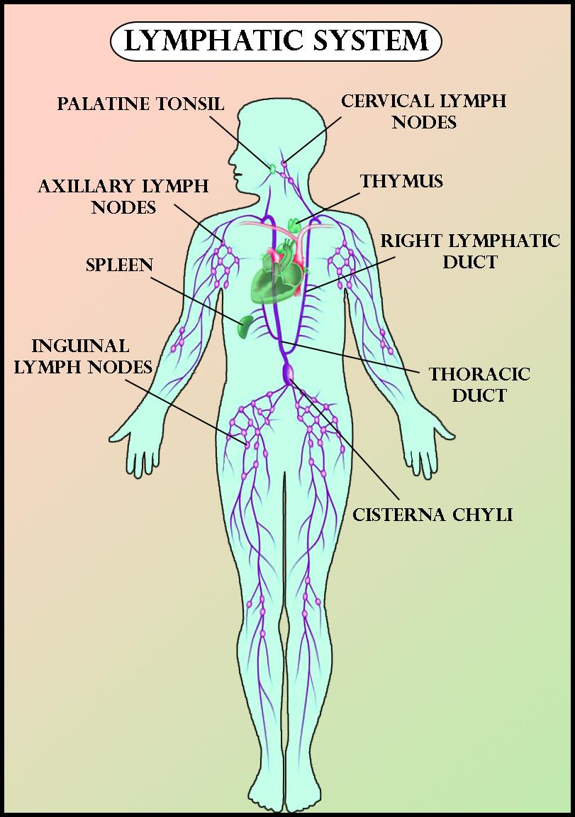 lymphatic-system-diagram-labeled-flow-chart