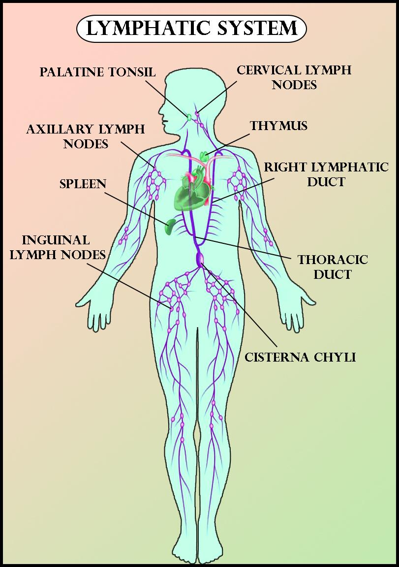 Lymphatic System Diagram Labeled Flow Chart