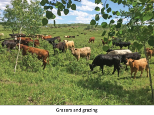 The possible beneficial effect of grazing animals is the A. Removal of wild  animals B. Eradication of weeds C. Removal of wild plants D. Addition of  their excreta to the soil