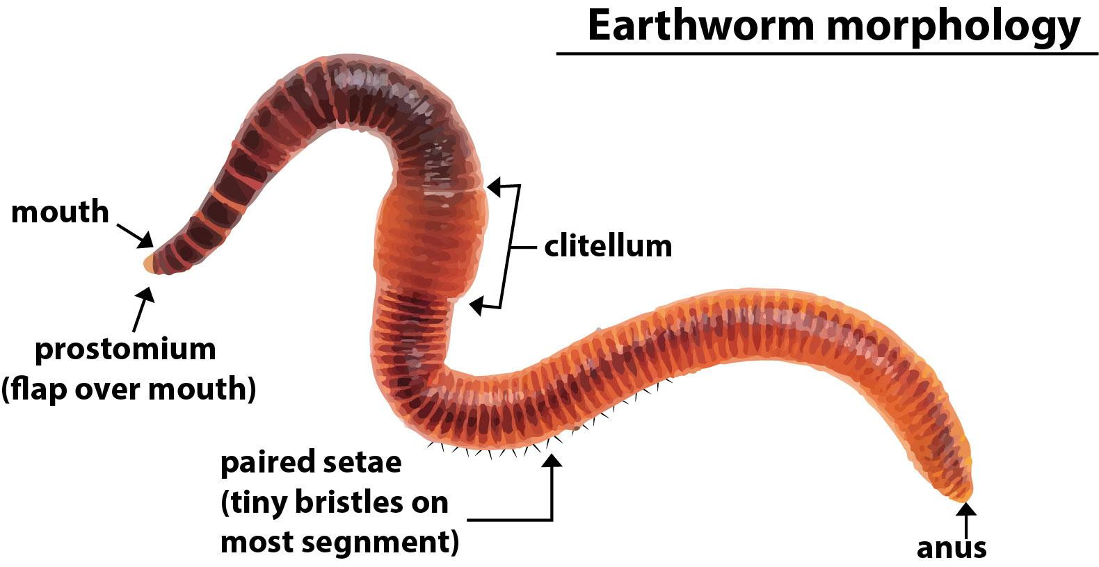 Earthworm, a friend of a farmer belongs to ………. phylum.(a) Arthropoda(b)  Echinodermata(c) Mollusca(d) Annelids