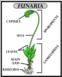 funaria characteristics