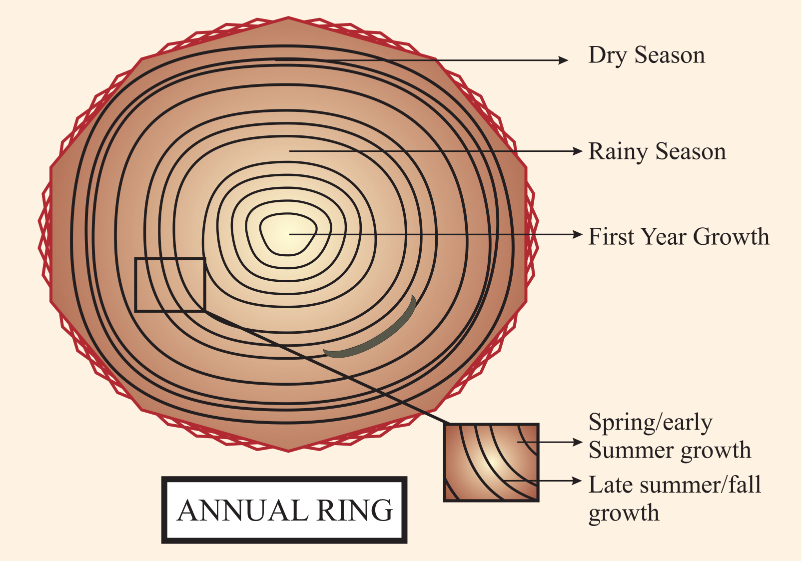 Annual Growth Rings On A Tree Trunkvector Illustration On A White  Background Vector, Icon, Line, Plant PNG and Vector with Transparent  Background for Free Download