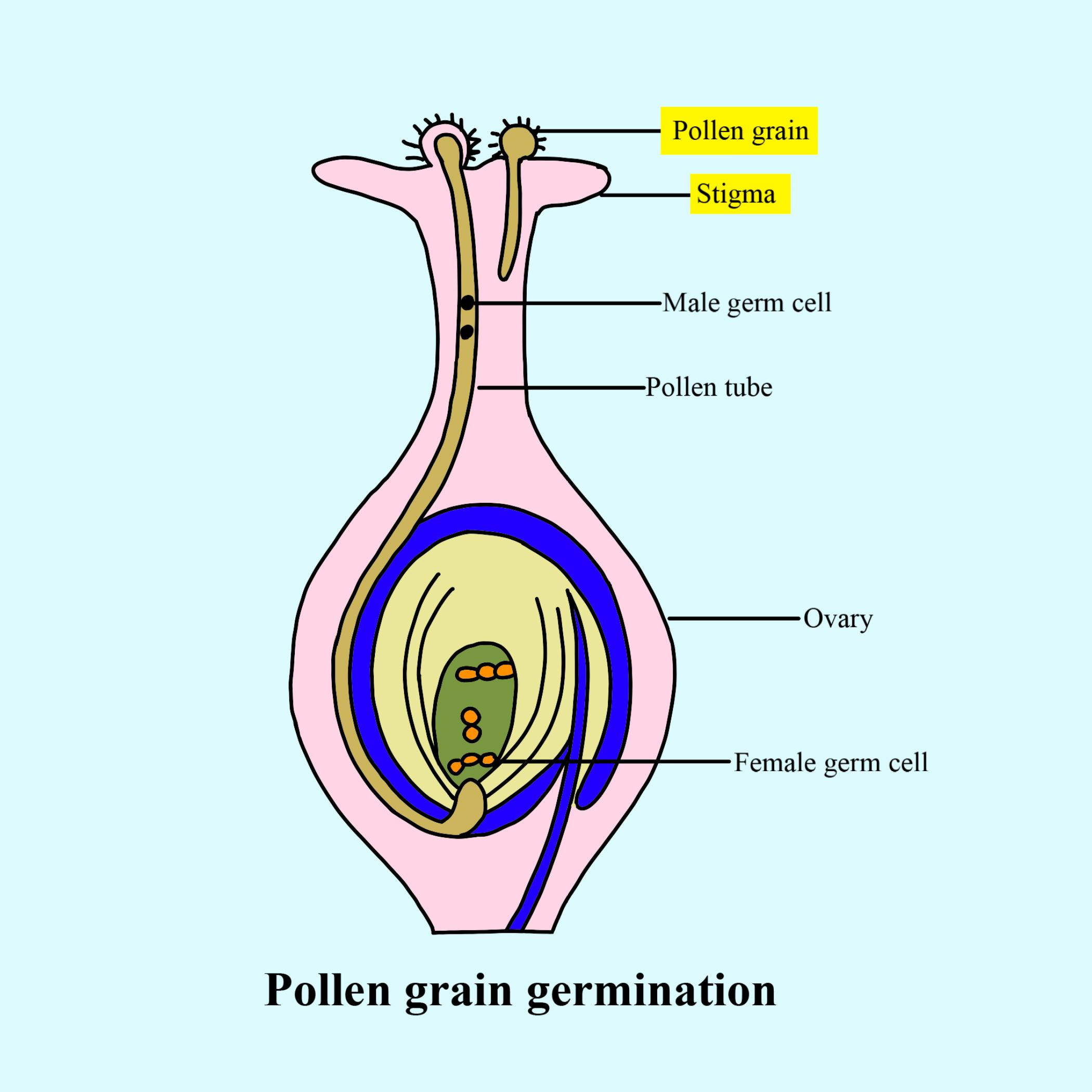 flower pollen diagram