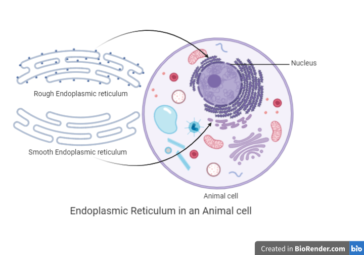 Differentiate between rough and smooth endoplasmic reticulum. How is the endoplasmic  reticulum important for membrane biogenesis?