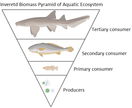 Aquatic Ecosystem Pyramid Of Biomass | My XXX Hot Girl