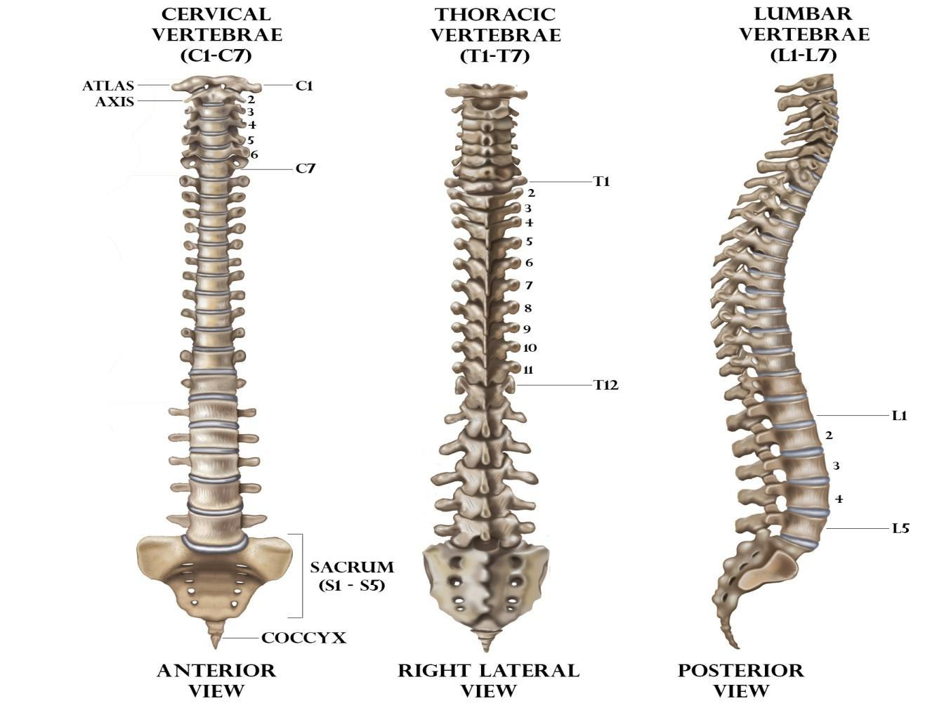 The backbone is not a single bone. It is made of _______ bones(a) 33(b