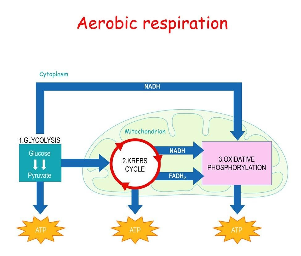 What role does Cytochrome C Oxidase play in Aerobic Respiration?
