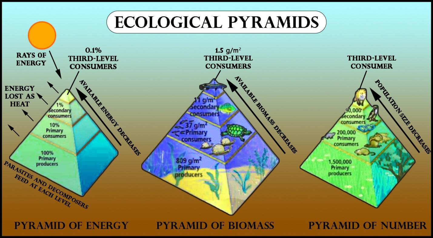 in a ecological pyramid what happens to energy