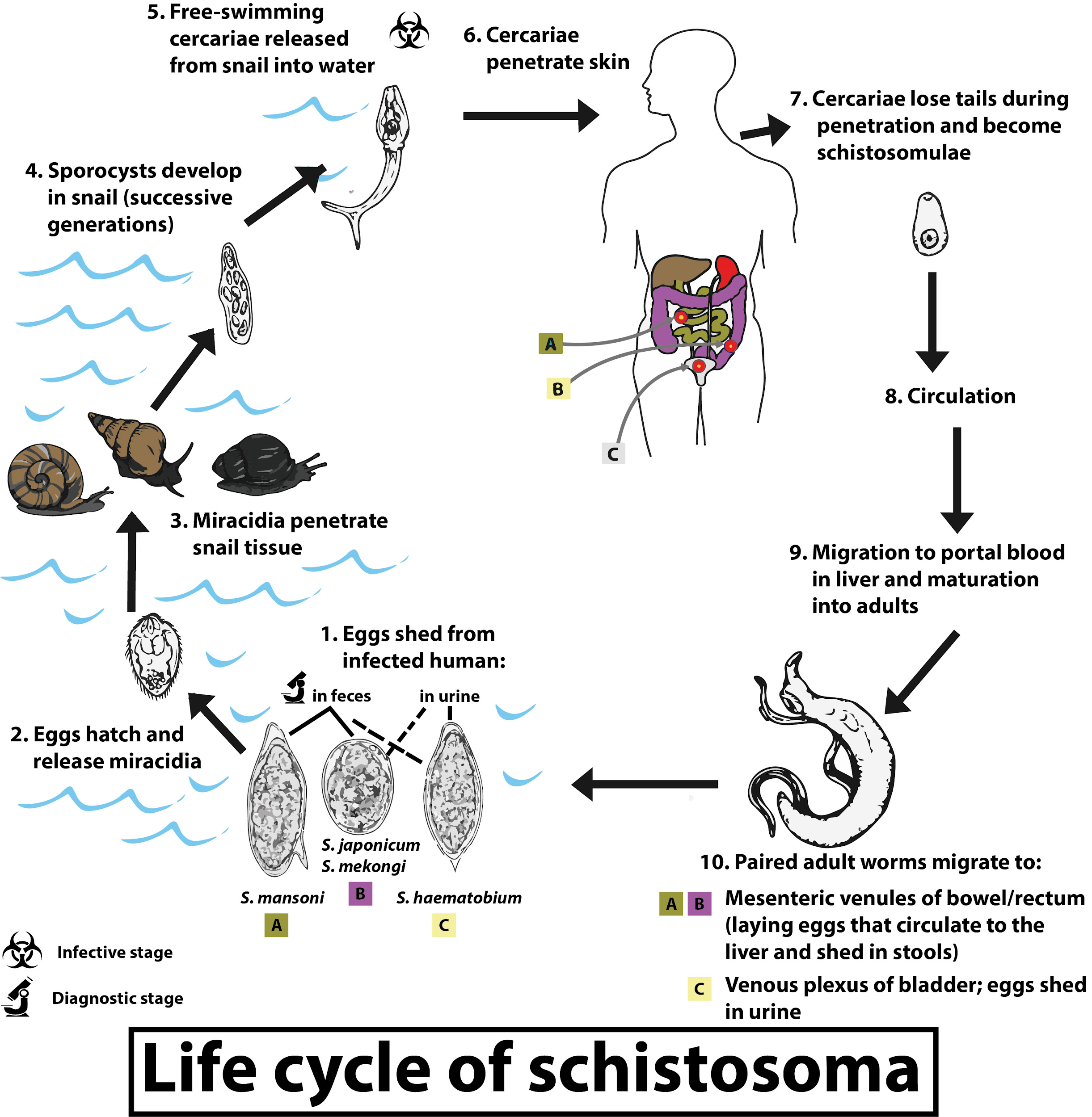 Жизненный цикл шистосомы. Схема жизненного цикла Schistosoma haematobium. Schistosoma haematobium жизненный цикл. Schistosoma mansoni жизненный цикл. Шистосома жизненный цикл схема.