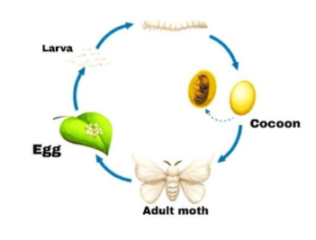Sequence the life cycle of a silkworm with pupa, larva, egg and adult  stages.