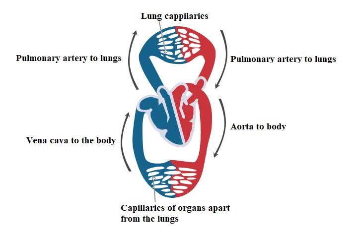 Single Circulation System single-circulation-system