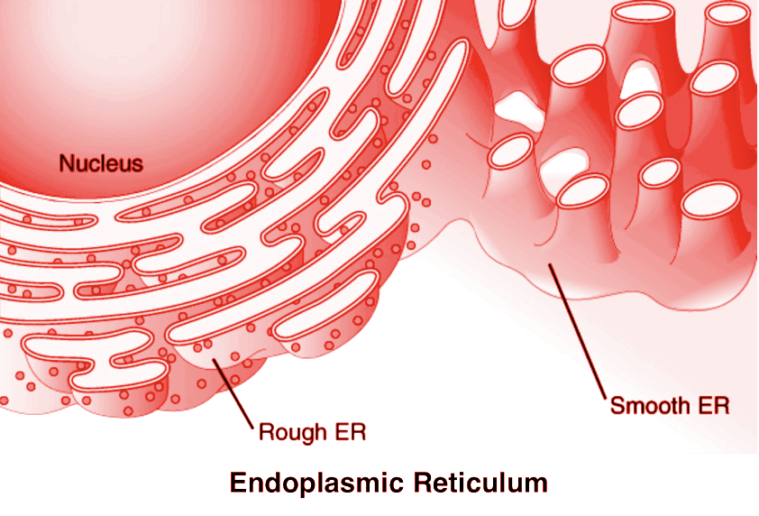 Write different types of endoplasmic reticulum.