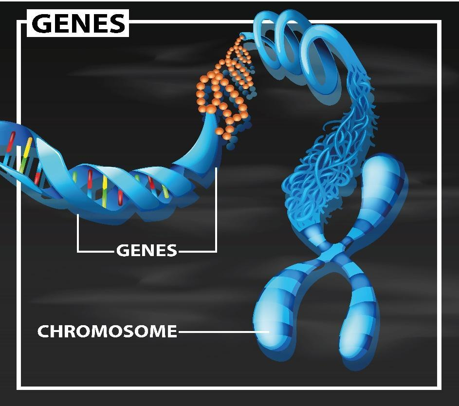 assignment of dna