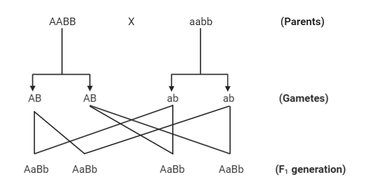 Aabb aabb скрещивание полное доминирование