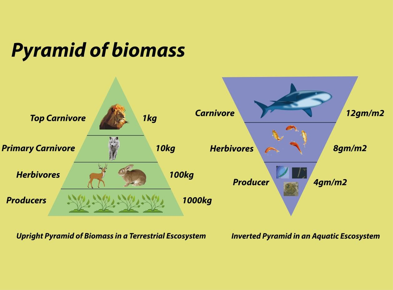 Food Pyramid Ecosystem