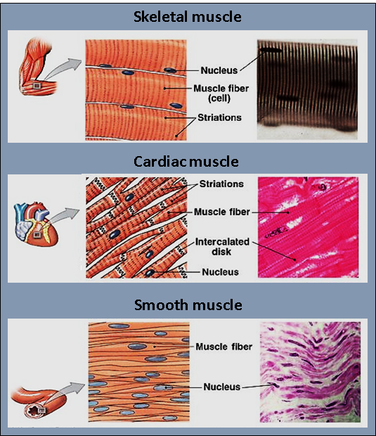 cardiac muscle striations