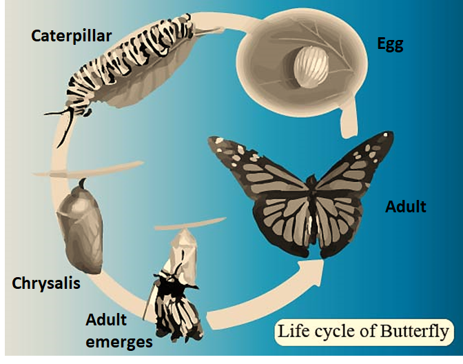 Larvae of butterfly is known as(a)Maggot(b)Tumbler(c)Caterpillar(d)Cocoon