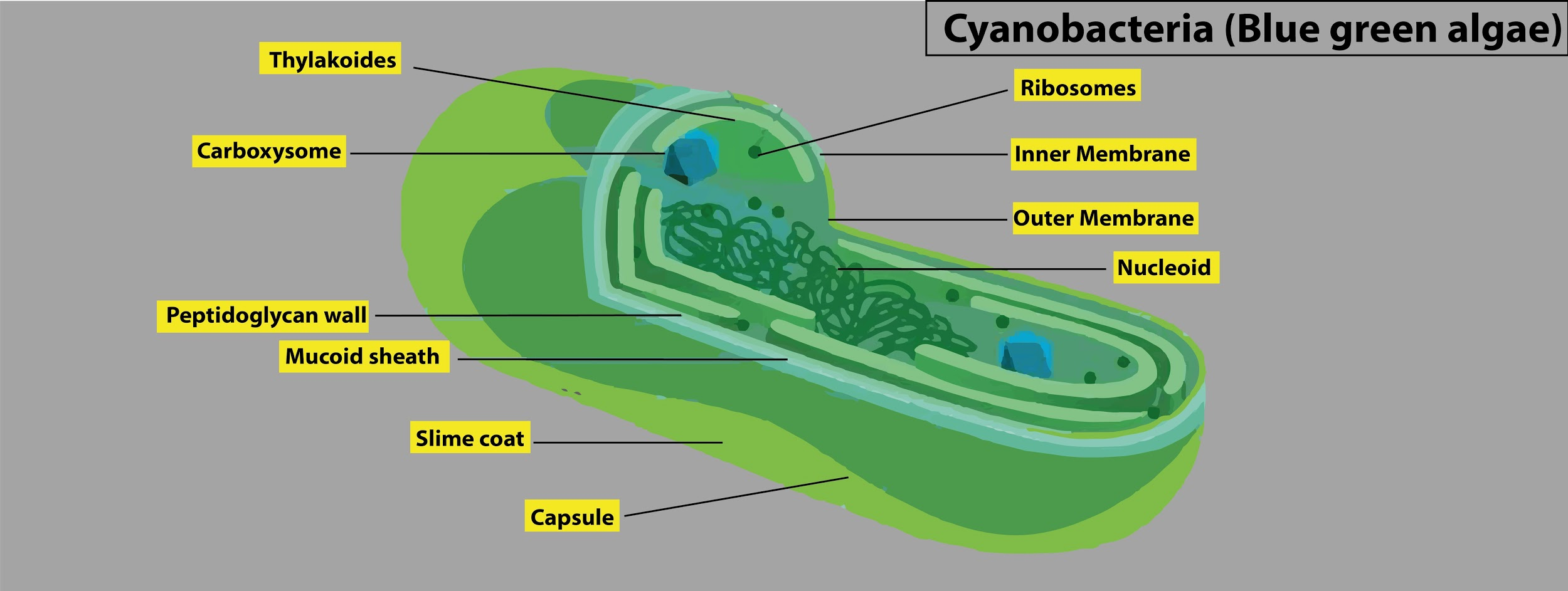 В клетках водорослей содержится. Цианобактерии строение. Цианобактерии рисунок. Цианобактерии мембрана. Цианобактерия представители.