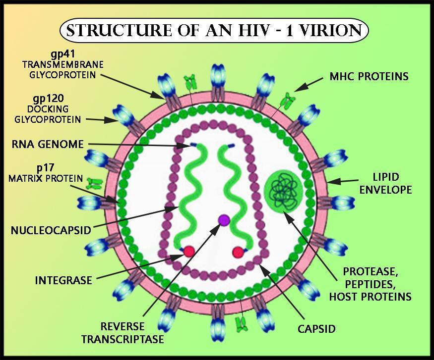 Draw The Diagram Showing The Structure Of HIV 