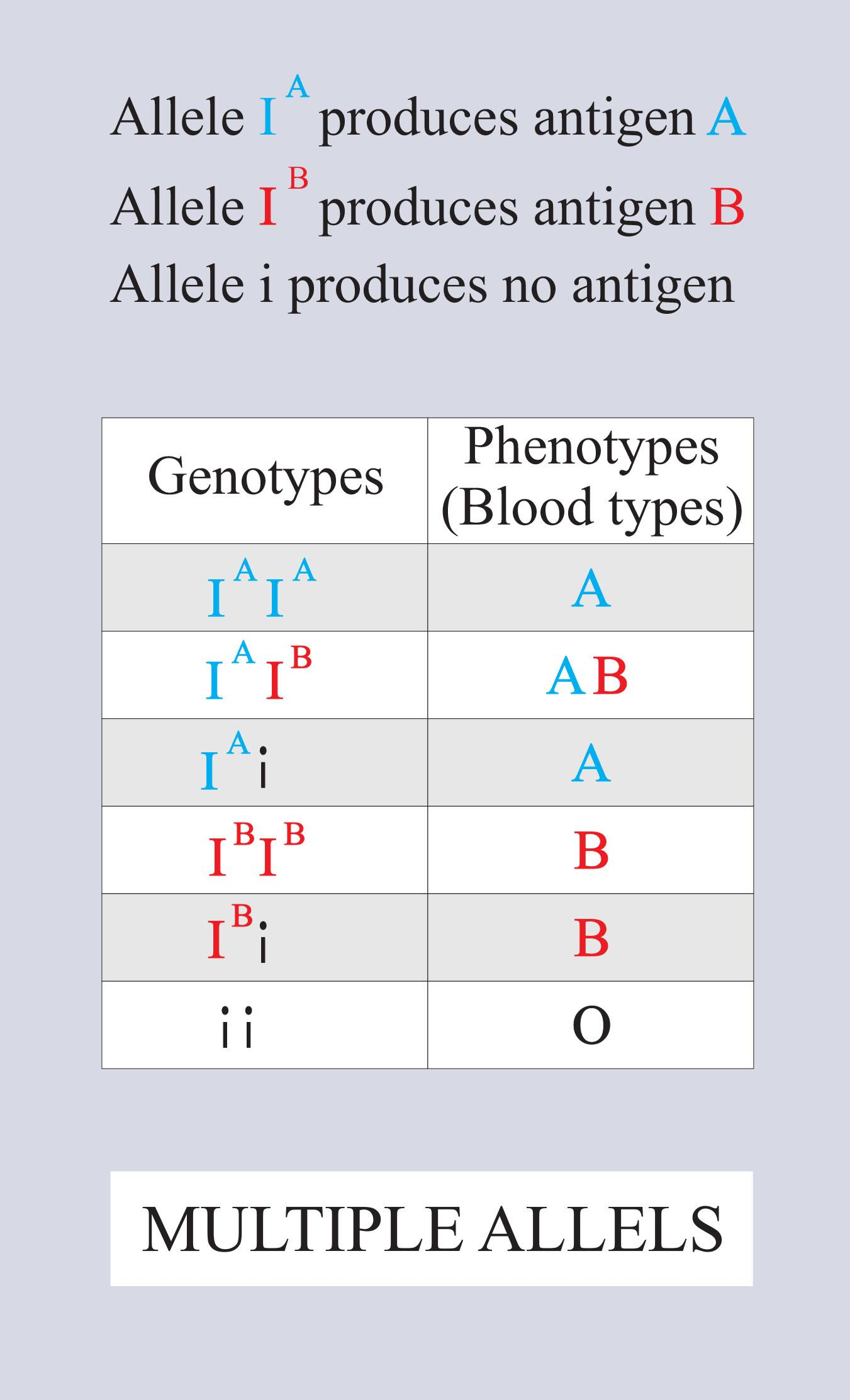 multiple-alleles-are-present-a-at-different-loci-on-the-same-chromosomes-b-at-the-same-locus