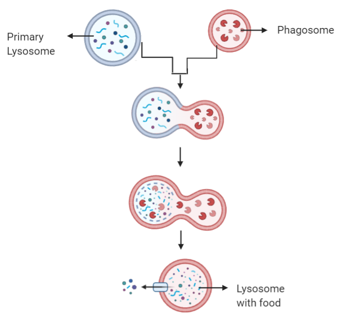 The main function of lysosomes is –A. SecretionB. RespirationC.  Extracellular digestionD. Intracellular digestion