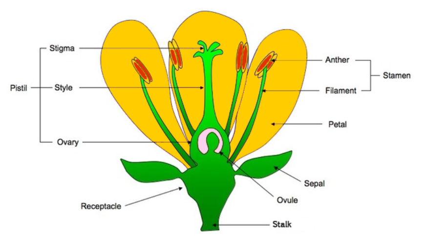 Stigma перевод. Parts of Flower. Flower structure. Стигма цветок. Receptacle цветок.