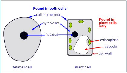 Which of the following structures helps you to determine that it is not an animal  cell? A. Cell wall and Vacuole B. Mitochondria and Ribosome C. Ribosomes  and Lysosomes D. Plasma membrane