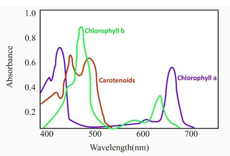 The given graph represents the absorption spectra of three photosynthetic  pigments, chl a chl b, and $\beta -carotene$.
 
 
 
 
 Select the  correct statement.(a) The curve showing the amount of