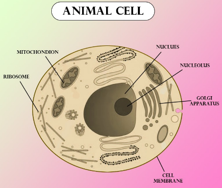Are animal cells blue?