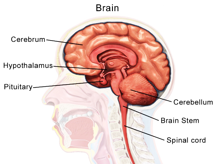 3D look at the anatomy of movement | CnsBytes