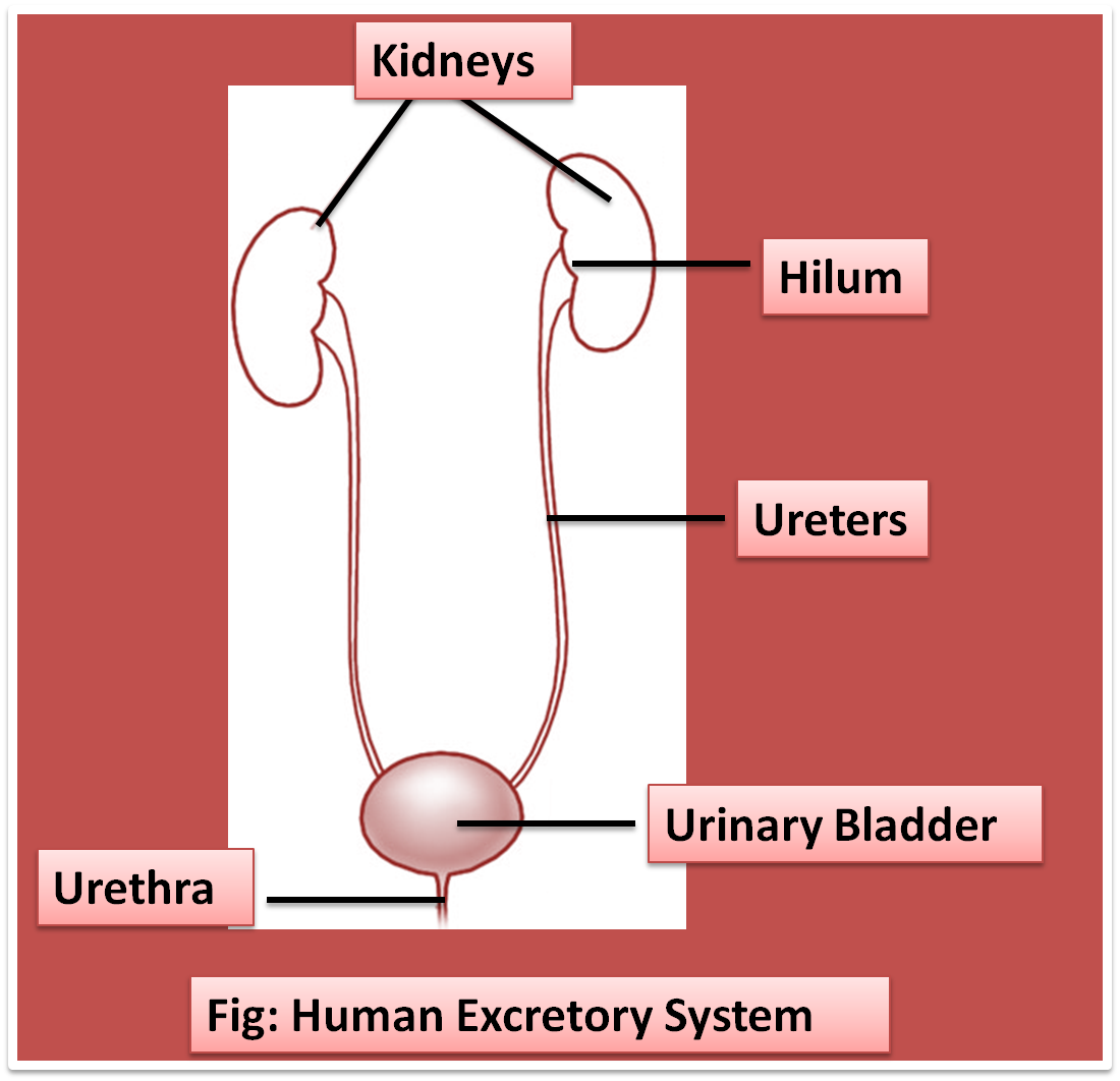 Define excretion and Defecation class 11 biology CBSE