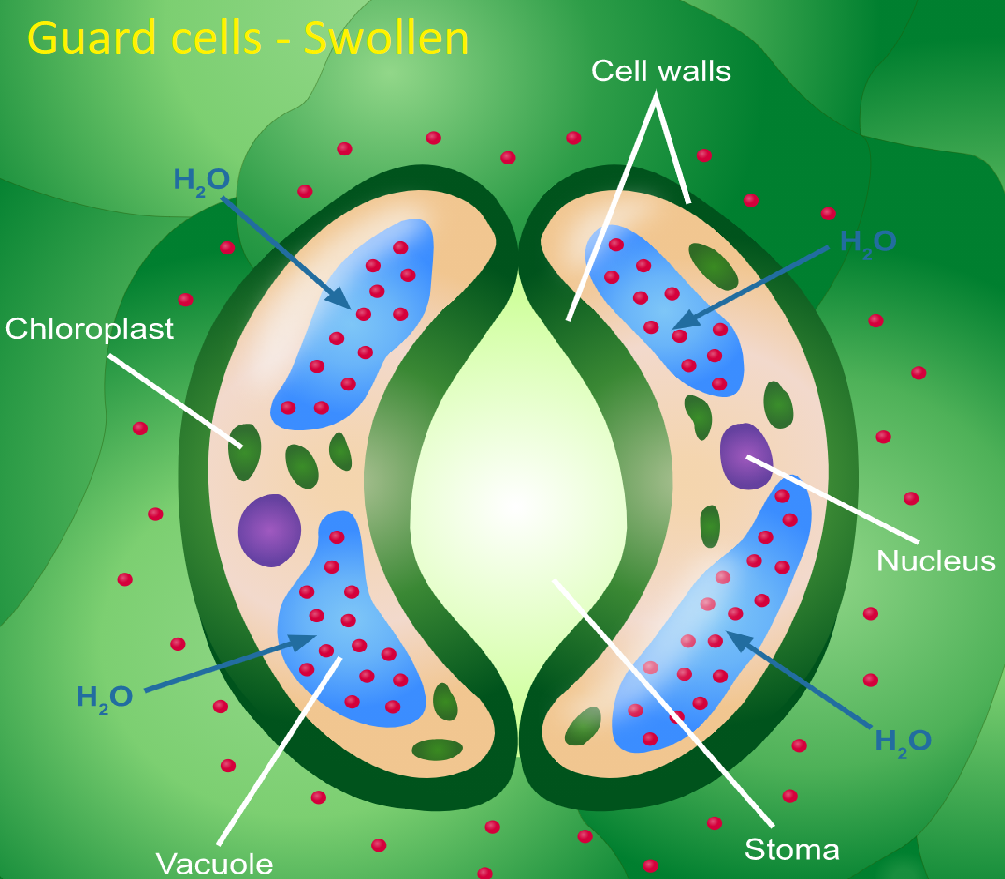 Cell contains