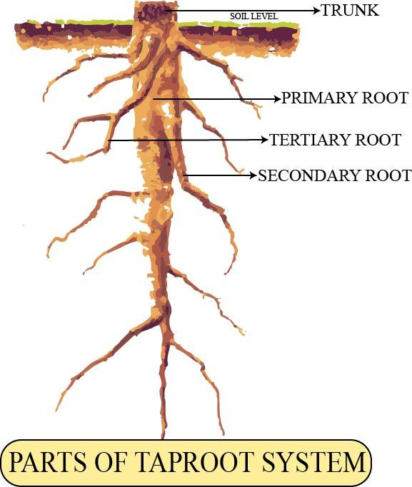 22 The regions of the root  Biology LibreTexts