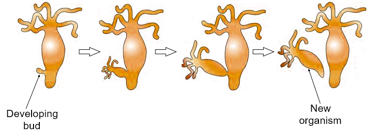 The process of budding can be seen in (The question has multiple correct  options)(a)Flatworms(b)Amoeba(c)Yeast(d)Hydra