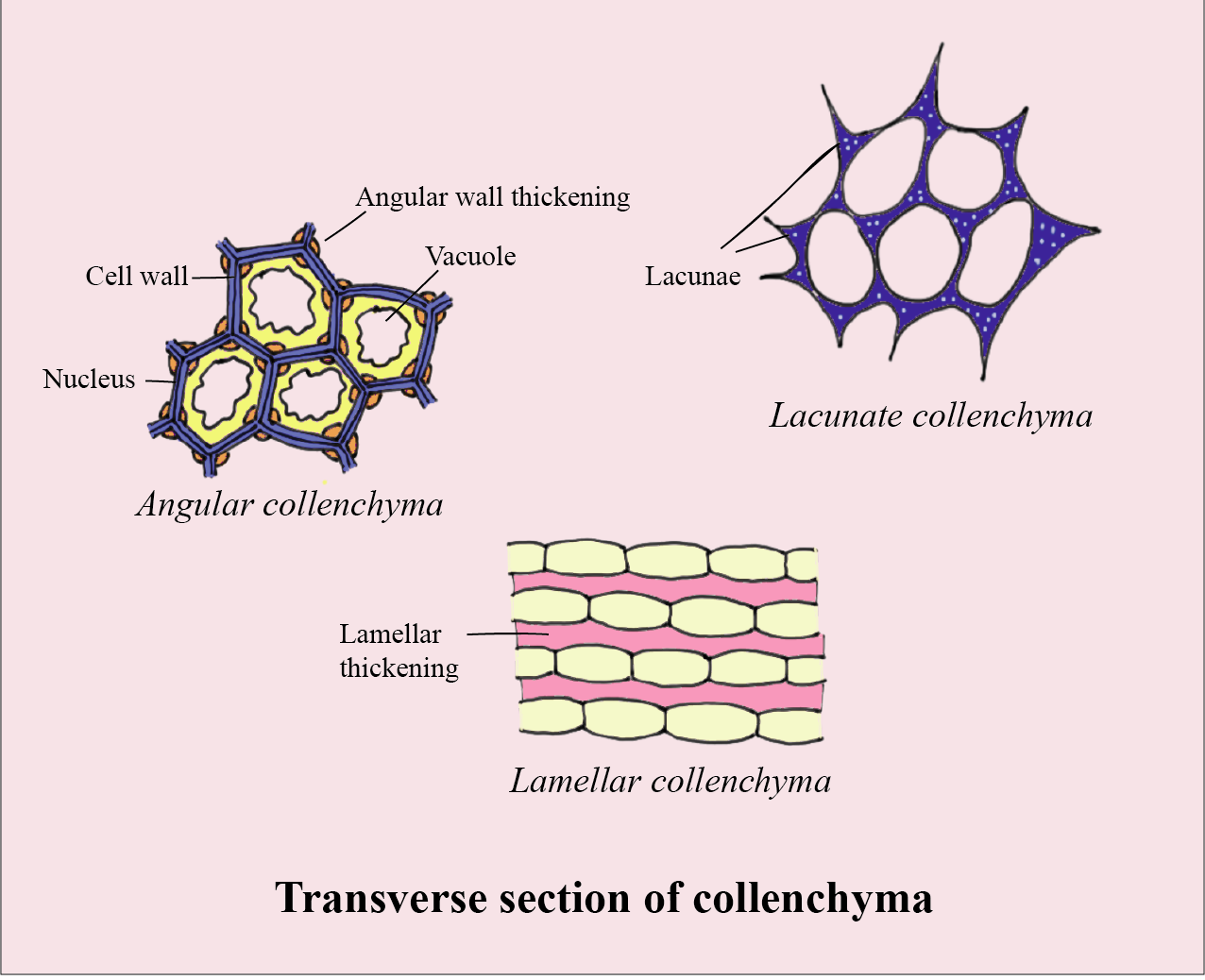 Sclerenchyma Tissue Labeled