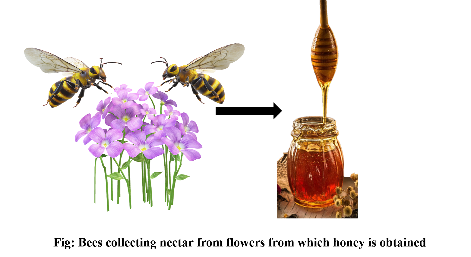 Domestication of the honey bee is called as(a)Sericulture(b)Apiculture(c)Tissue  culture(d)Pisciculture