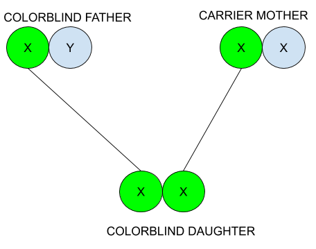 Red-Green Color Blindness Is Inherited As An X-Linked Recessive. How Can A  Man With Normal Vision Father A Daughter Who Is Red-Green Color Blind?