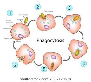 Define Phagocytosis Or Endocytosis Or Pinocytosis Class 12 Biology Cbse