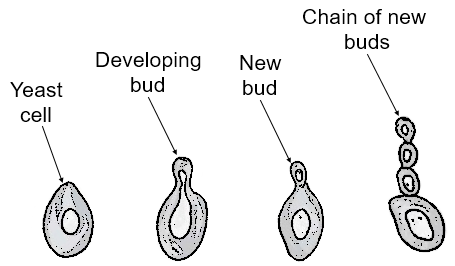 The process of budding can be seen in (The question has multiple correct  options)(a)Flatworms(b)Amoeba(c)Yeast(d)Hydra