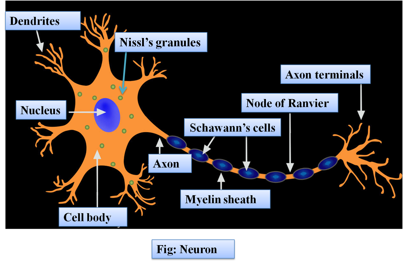 Части нервной клетки. Нейрон. Подробное строение нервной клетки. Neuron structure.