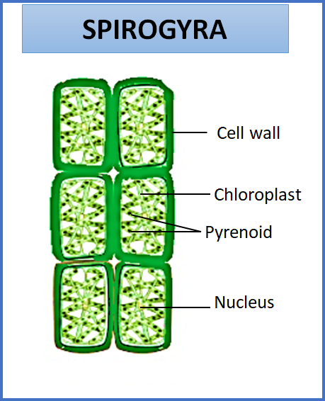 what are the different shapes of chloroplast in deifferent algal groups 