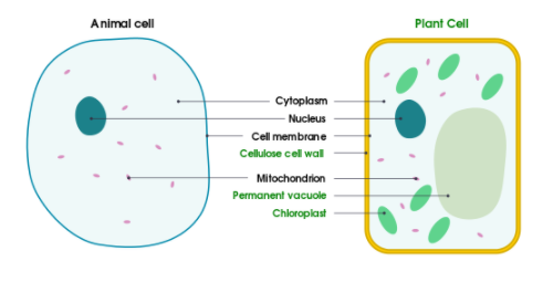 Plants cells are differ from animal cells in havingA. Cell wall B.  PlastidsC. A large central vacuoleD. All of these